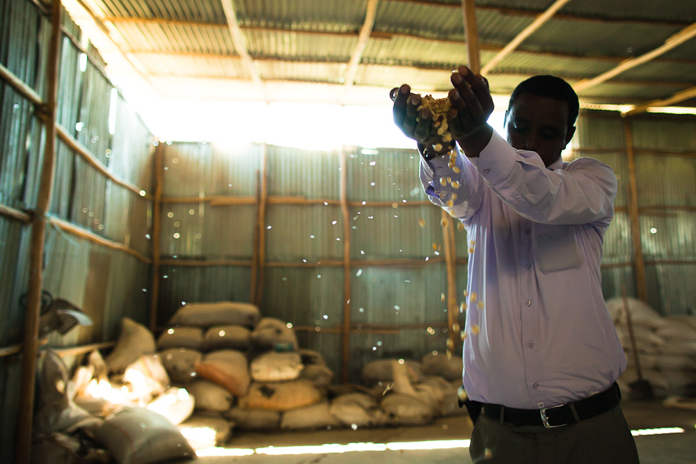 Photo of a man holding grain in a storage facility